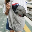 디엔씨동물병원 | [비숑 희동이] 강아지 대중교통 이동가방 망사형 슬링백 포대기 :: 펫디엔씨 솔직후기