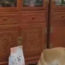 뭐먹냥? Daum카페