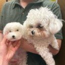 콩순이네 | 콩순이네 양모펠트 오시는 길 및 클래스 후기! 🐶 세상에 하나뿐인 반려견 키 링 만들기 서울 공방 양모...