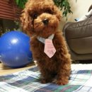 띵동 이미지
