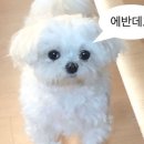 참 이미지