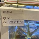 나비공원 | 김해카페추천 외동 밸라다 후기 :)