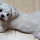 향남메디동물병원 이미지