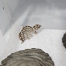 아이엠게코