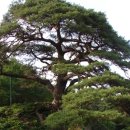 신비의소나무 앞 이미지