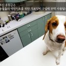 모아동물병원 이미지