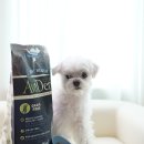 강아지맘마연구소 이미지