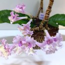 스프링폴 이미지