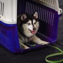 루카스독트레이닝 이미지