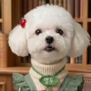 홍 Daum카페