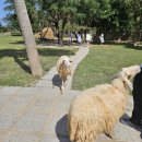 지평선목장 | 나트랑 판랑투어, 호핑투어, 공항 픽업 내돈내산 후기 (feat. 마이리얼트립)