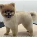 뽀그리독 이미지