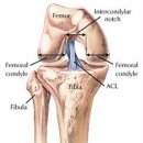 [무릎 통증] 십자인대 파열 증상과 그 치료법에 대하여 알아보자. 이미지