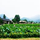 고향마을민박 이미지