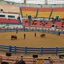 오크랜드 | [경북 청도 숙박]경북 청도여행 오크랜드펜션 두번째방문 솔직후기