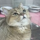 캣츠앤몬스터 이미지