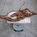 자연산 이엽우피소(1.4kg) 이미지