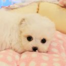 로얄독강아지분양
