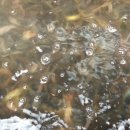 모정추어탕 이미지