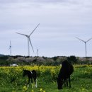 가시리농촌체험휴양마을 이미지