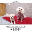 2663 | 대구 동구 말티즈, 푸들 미용 잘하는곳 : 버들강아지