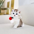 분당고양이분양 고사남 이미지