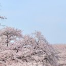 인천벚꽃명소 SK석유화학 벚꽃동산 후기 서울근교벚꽃 경기도벚꽃 후기 2025년 개방일정 포함