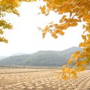 은행나무집앞 이미지