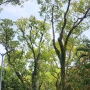 관저로 | [대만] 4월 타이베이 여행 추천 | 대만 여행지 추천 | 장제스 관저 | 대만 스린 총통 관저 정원 후기