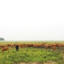 방목목장 이미지