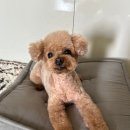 꾸꾸몽 이미지