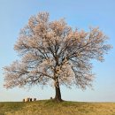＜혼자 노는 살구나무＞바람이 없어도 연분홍 꽃잎 스스로 떨구어 발목 아래 빈 그늘을 그득 이미지