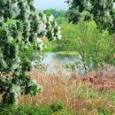 이팝나무길 이미지