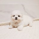 버디독 강아지분양 안심분양센터 서울 영등포점 이미지