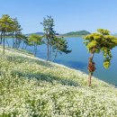 장산민박 | 2026 신안 샤스타데이지축제 완전 정복 / 완벽 가이드: 12만 평 흰 꽃바다 · 장산도 화이트정원 · 섬...