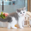 분당고양이분양 나비캣 이미지