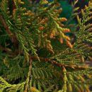 금곡한의원 | 사상구다이어트 덕천동 한의원 생각보다 먹기 쉬워요