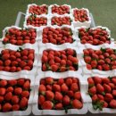 금상농장 이미지