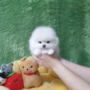 원애견샵 이미지