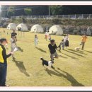 푸른바다독스쿨 이미지