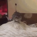 부엉이 PC방 이미지