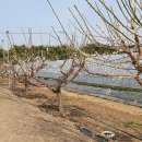 송원농원 이미지