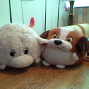 쉼터(S·T) Daum카페