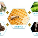 수지애터미