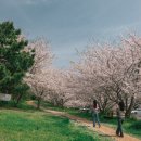 벚꽃 공중화장실 이미지