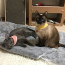 형제드라이크리닝 이미지