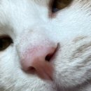 24시 글로리 동물병원 이미지