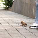 닥스훈트(DACHS HUND) 이미지