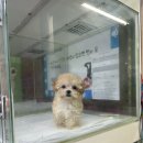 와우펫마트 이미지