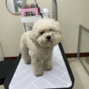 댕이룸 이미지